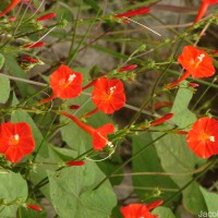 Ipomoea hederifolia L.
